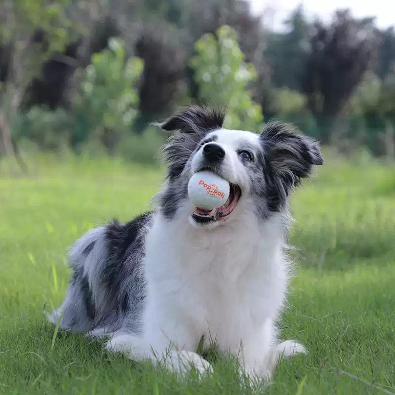 A dog enjoying a ball outdoors