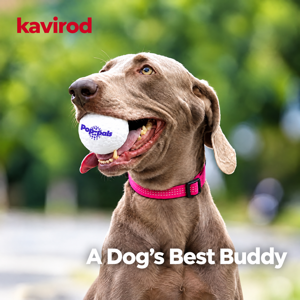 Bounce Buddy Dog Fetch Ball, Bouncy Floating Play Toy for Large Dogs
